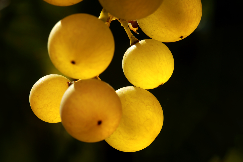 garganega